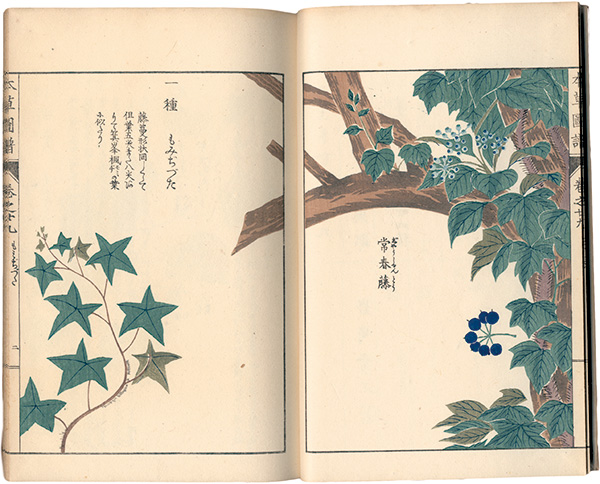 “Illustrated Herbal, Manual of Medicinal Plants Vol. 29: Vines Part. 8” 岩崎灌園