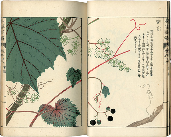 “Illustrated Herbal, Manual of Medicinal Plants Vol. 28: Vines Part. 7” 岩崎灌園