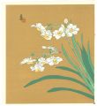 Narcissus (tentative title)
