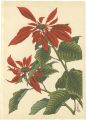Poinsettia (tentative title)