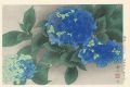 Hydrangea in the Rain