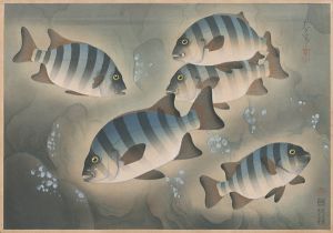 Ono Bakufu / Fish of Japan / The Ishidai (Rock Sea Bream)