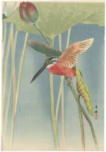 かわせみ