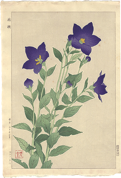 Kawarazaki Shodo “Balloonflower”