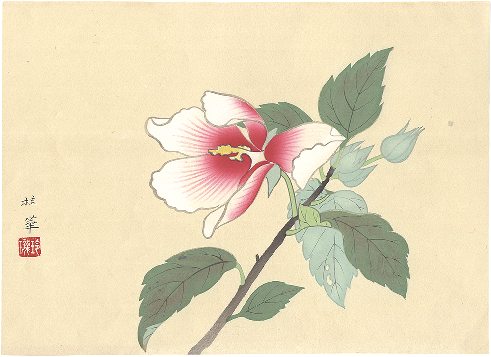 金島桂華「芙蓉」