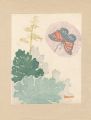 Flower and Butterfly / Iris / ......