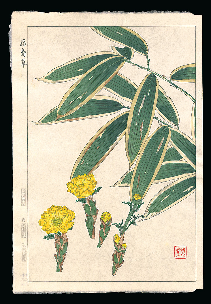 Kawarazaki Shodo “Amur Adonis”