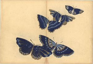 Kamisaka Sekka / A Print from a Thousand Butterflies