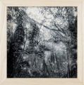 The Silent Drama-Yakushima #17