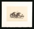 Apples (tentative title)