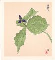 Trillium smallii (tentative ti......