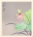 A Cypripedium japonicum (tenta......