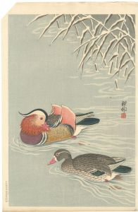 Mandarin Ducks in Snow