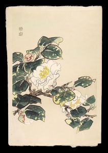 白椿
