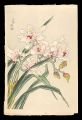 Orchid