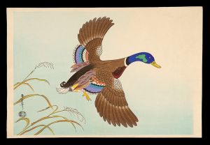 Asada Benji / Duck