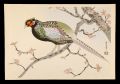 Pheasant