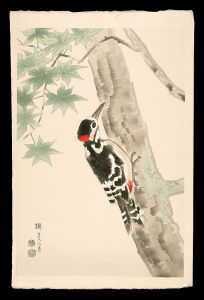 楓、きつつき