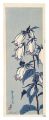 Campanula punctata
