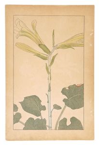Sugiura Hisui / Cardiocrinum Cordatum