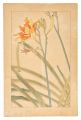 Day Lily