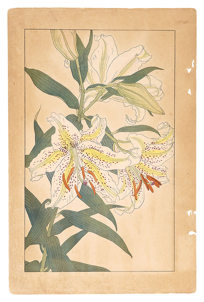 Sugiura Hisui “Golden-rayed Lily”