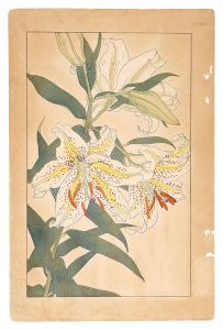 Sugiura Hisui / Golden-rayed Lily