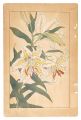 Golden-rayed Lily