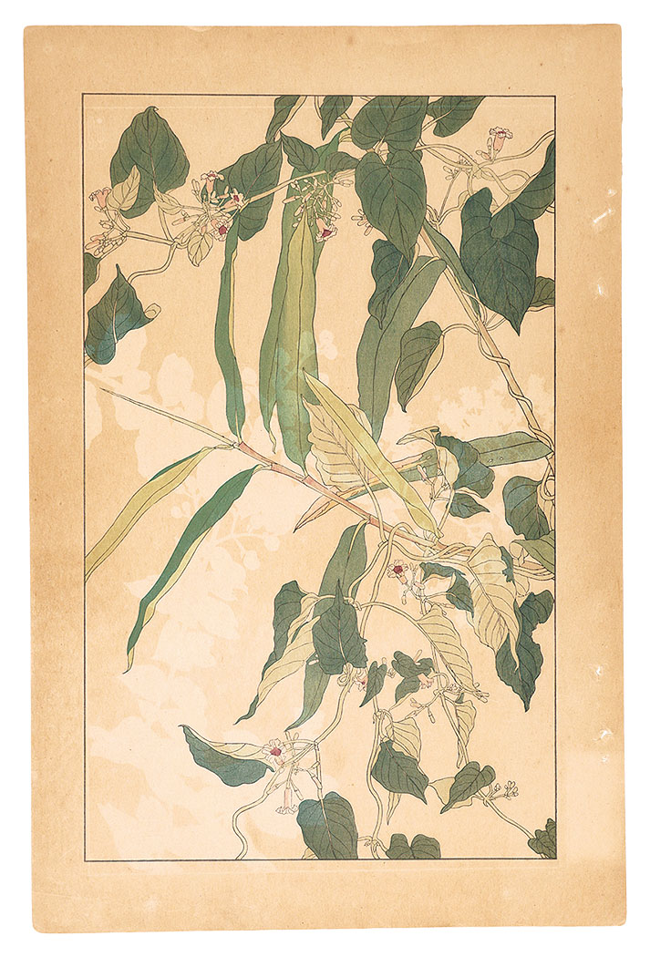 Sugiura Hisui “Paederia Scandens”