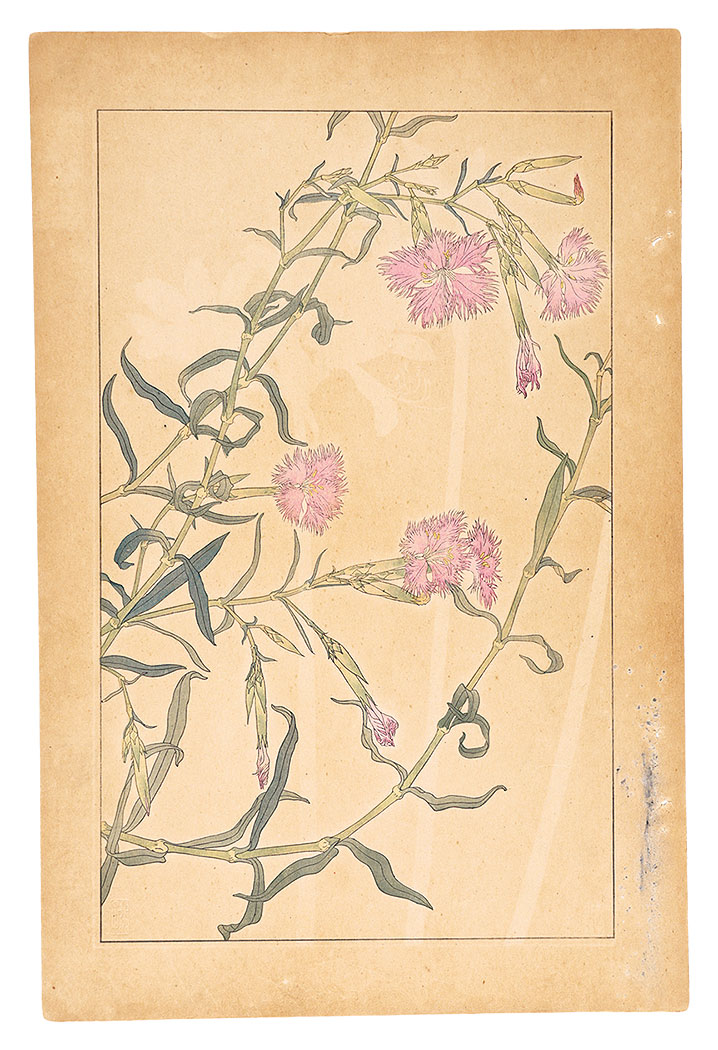 Sugiura Hisui “Dianthus Superbus”