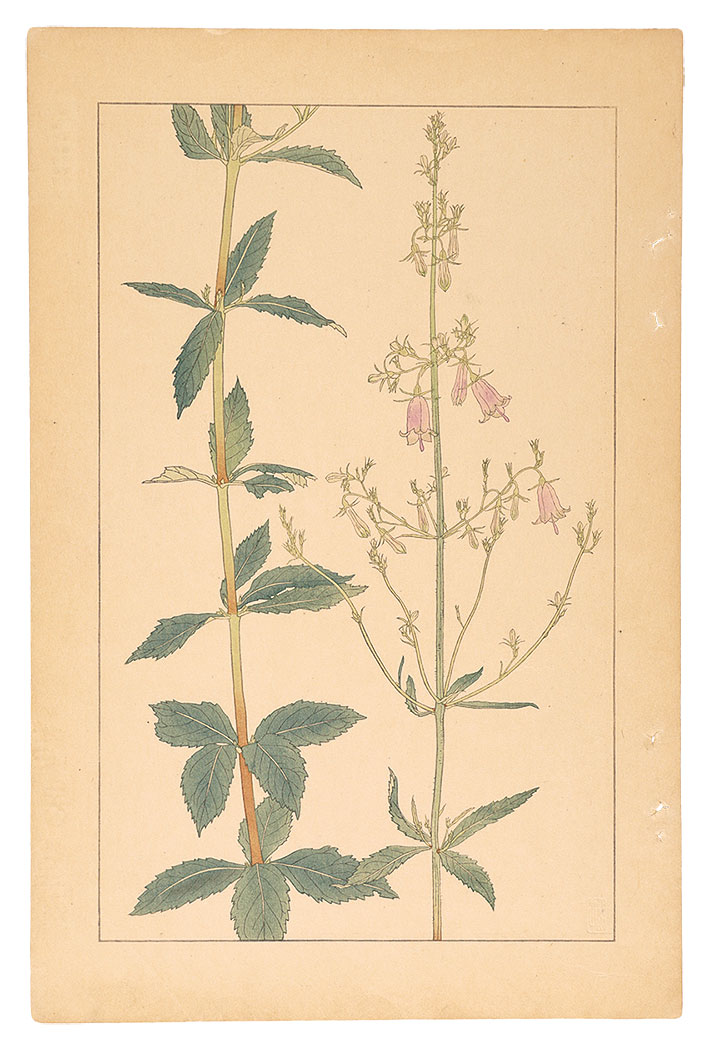 Sugiura Hisui “Adenophora Verticillata Fisch”