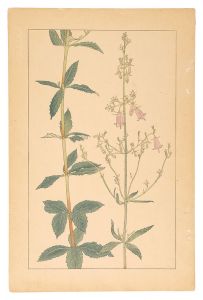 Sugiura Hisui / Adenophora Verticillata Fisch