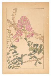 Sugiura Hisui / Crape Myrtle