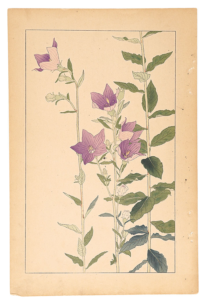 Sugiura Hisui “Balloon Flower”
