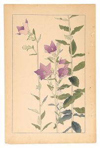 Sugiura Hisui / Balloon Flower