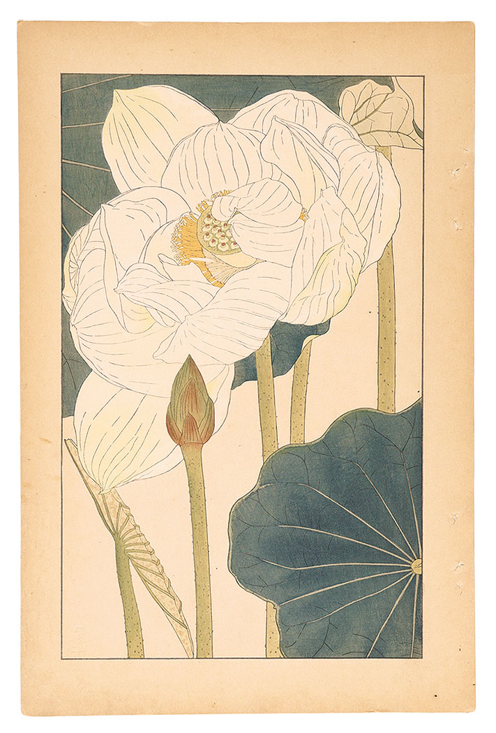 Sugiura Hisui “Lotus”