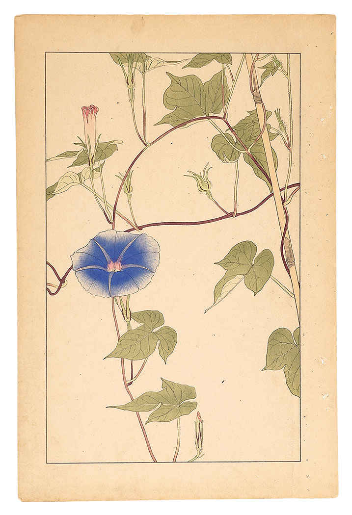 Sugiura Hisui “Morning Glory”