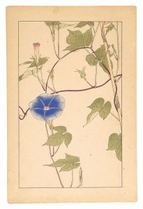 Sugiura Hisui / Morning Glory