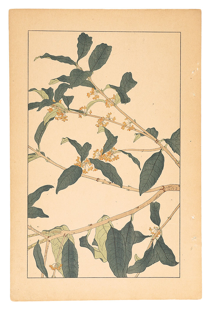 Sugiura Hisui “Sweet Osmanthus”