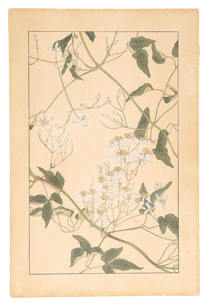 Sugiura Hisui “Clematis”