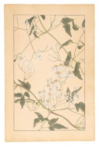 Sugiura Hisui / Clematis