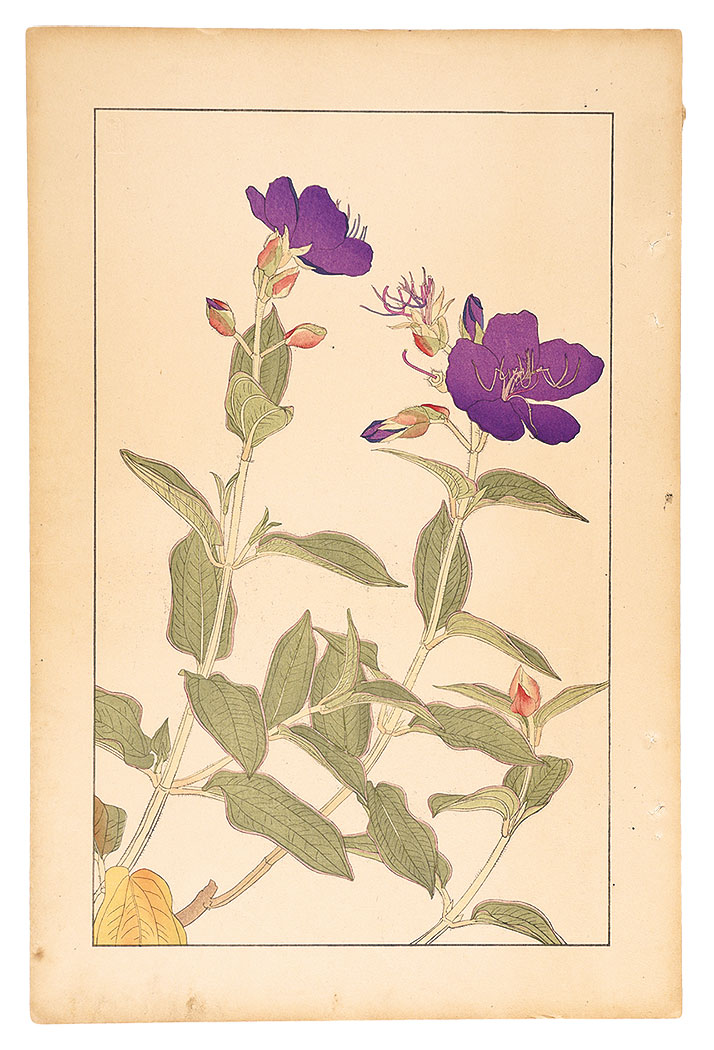 Sugiura Hisui “Melastoma”