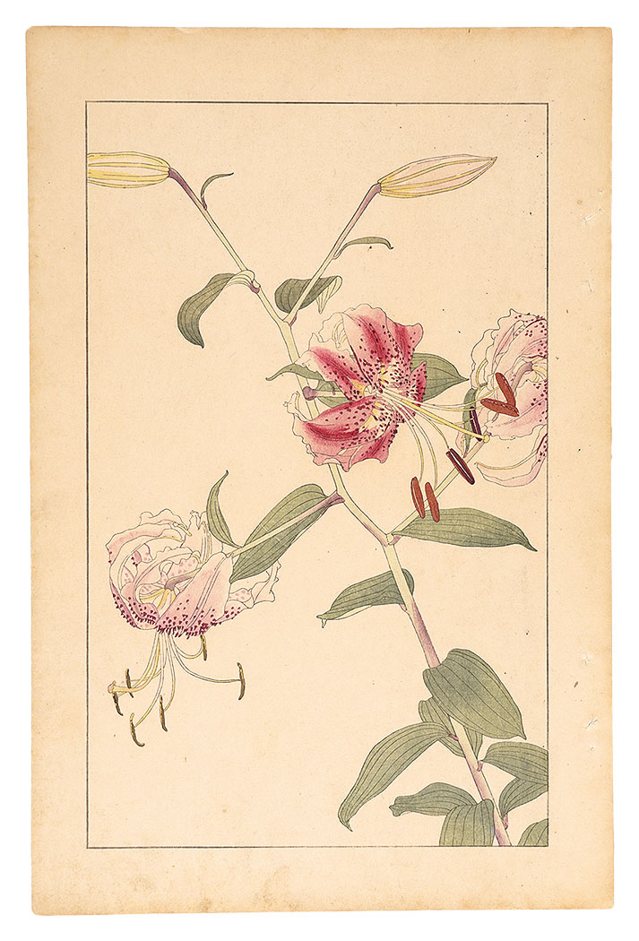Sugiura Hisui “Lilium Speciosum”