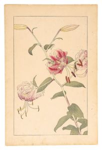 Sugiura Hisui / Lilium Speciosum