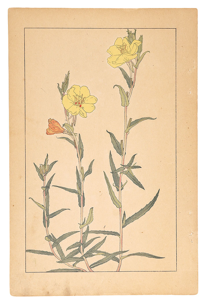 Sugiura Hisui “Evening Primrose”