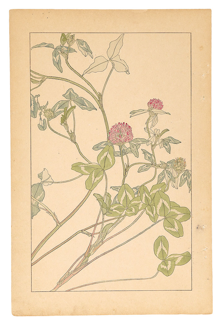 Sugiura Hisui “Red Clover”