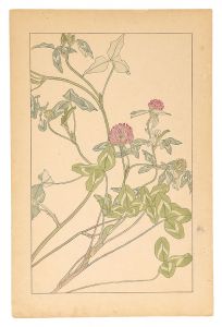 Sugiura Hisui / Red Clover