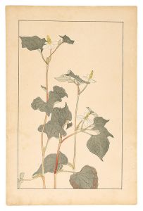 Sugiura Hisui / Houttuynia Cordata
