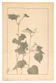 Houttuynia Cordata