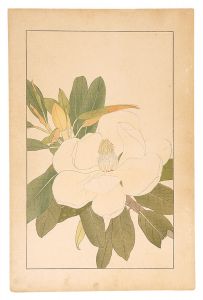 Sugiura Hisui / Southern Magnolia